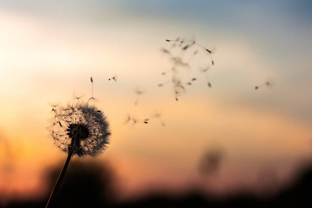 Photo of dandelion seeds blowing in the wind against a sunset, symbolizing nature, healing, and women's health.