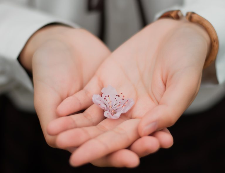 A pair of cupped hands holding a the pale pink head of a flower, reaching out as if offering it to the camera.